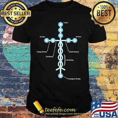 The cross a chain b1 chain b2 chain collagen binding cell binding entactin binding cell binding proteoglycan binding shirt