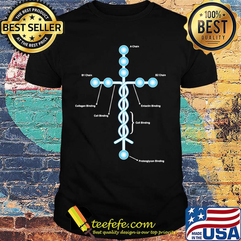The cross a chain b1 chain b2 chain collagen binding cell binding entactin binding cell binding proteoglycan binding shirt